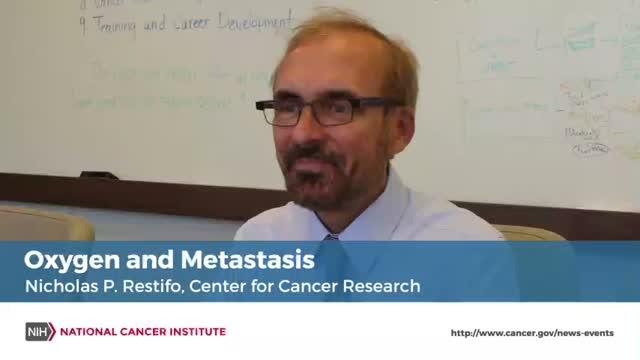 Oxygen Can Impair Cancer Immunotherapy in Mice: A Conversation with Dr. Nick Restifo