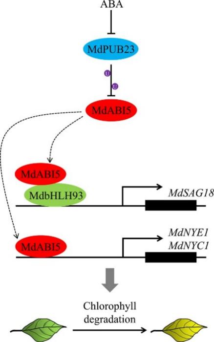 A model showing the role of MdPUB23 in the regulation of leaf senescence.