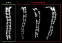 Embryonic Central Nervous System Defects