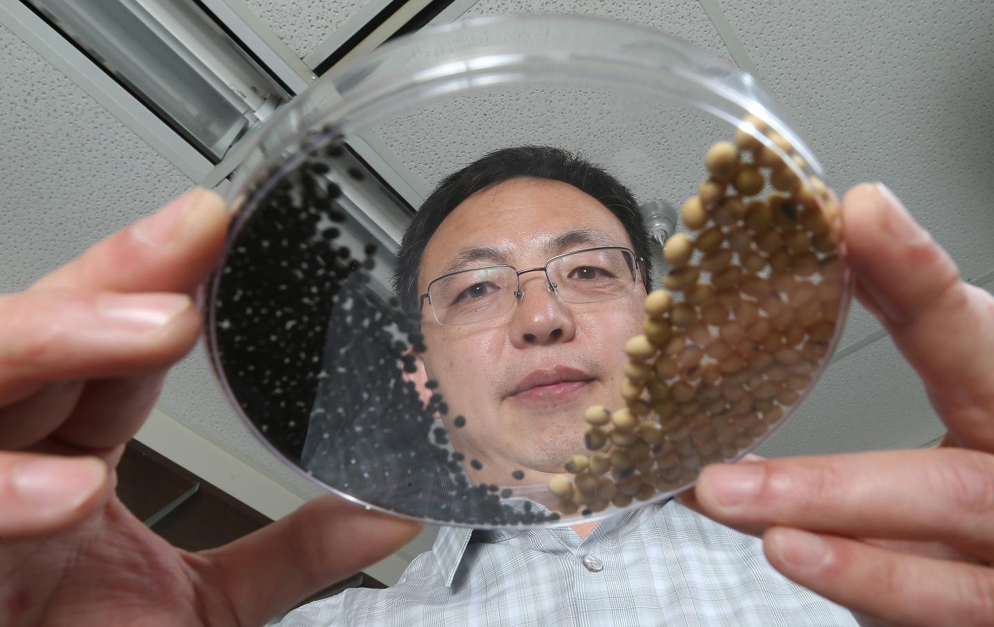 Gene for Soybean Permeability Identified