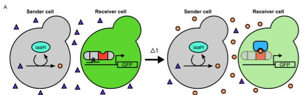Yeast Communication Graphic