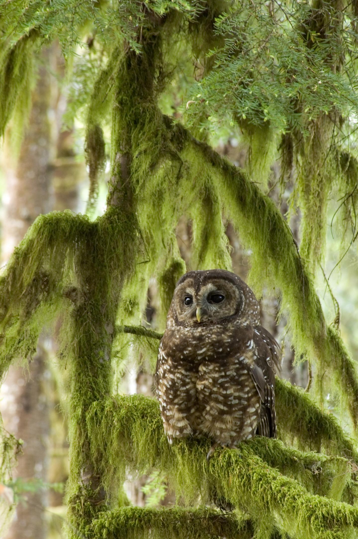 Adult female northern spotted owl