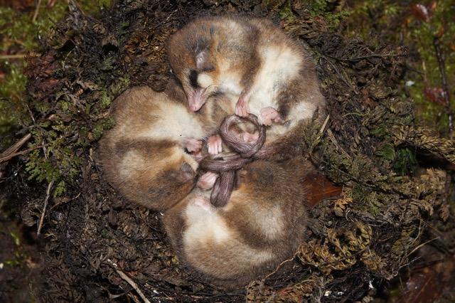 A Group of Monitos in a Nest