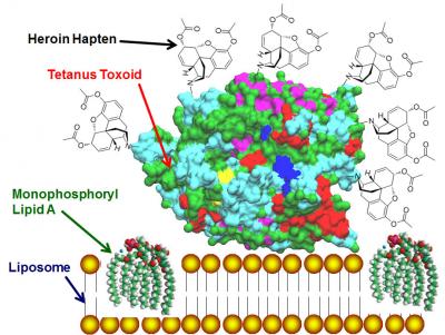 Diagram of the Heroin Vaccine Portion of the Heroin-HIV Vaccine