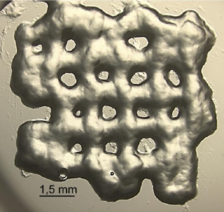 Hydrogel Scaffold