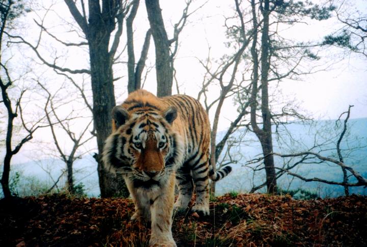 Amur Tiger