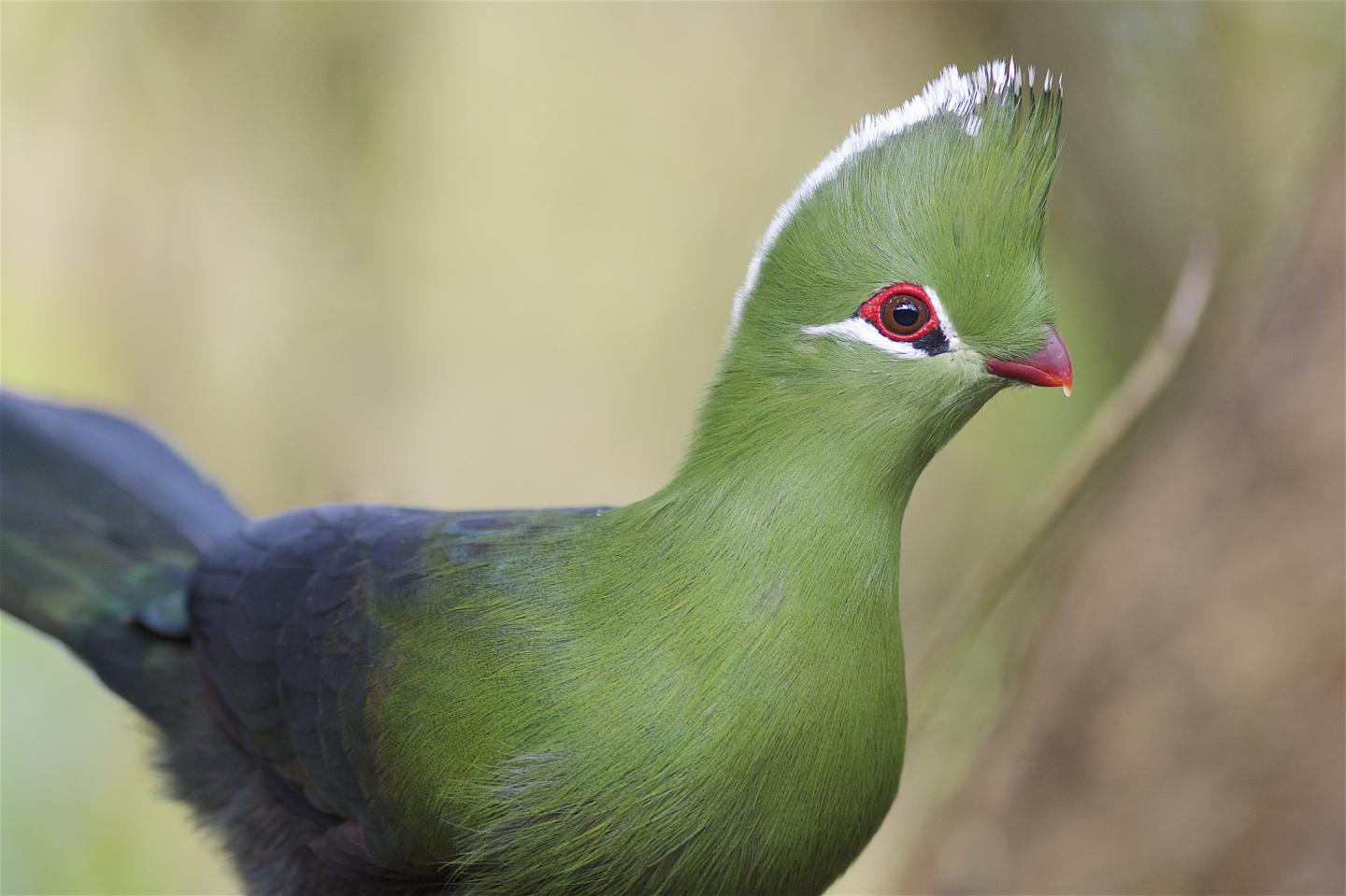 Knysna Turaco 2