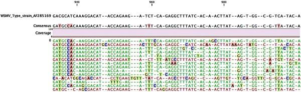 Illustration of the Nucleotide Variability within Individual Oxford MinION Sequencing Reads