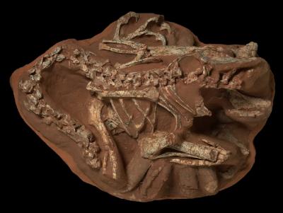 Oviraptorid Dinosaur