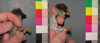 Bill Color of Male House Sparrows