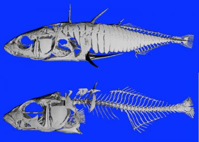 Microct Images of Marine, Freshwater Sticklebacks