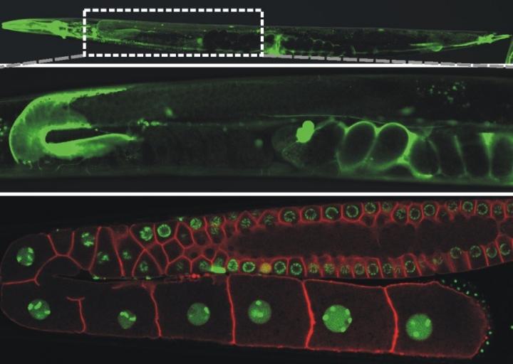Globin Protein Found in the Roundworm Model