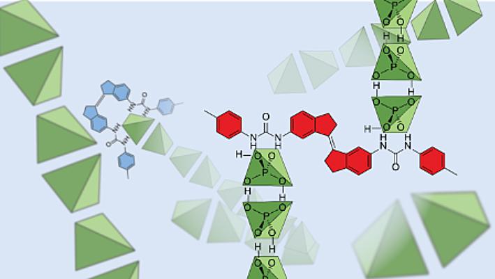 Dihydrogen phosphate bind together