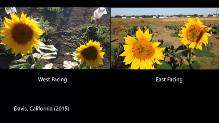 Bees visiting east- and west-facing sunflowers