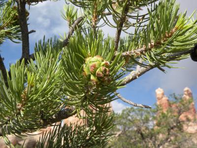 Piñon Pine Tree in Northern New Mexico