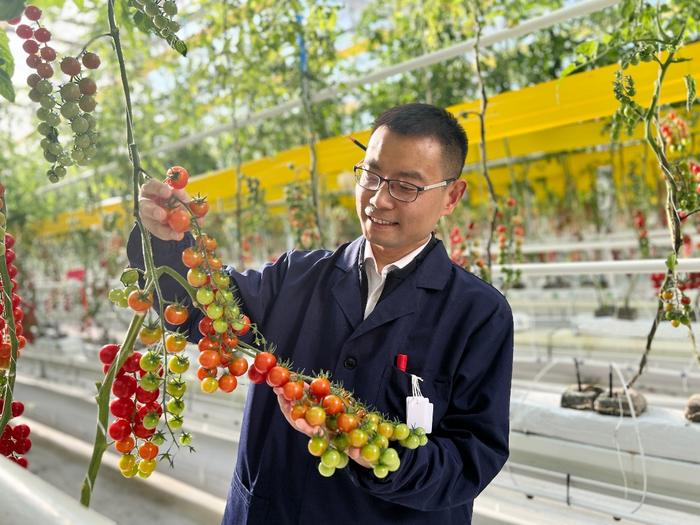 Professor XU Cao inspects the climate-smart tomatoes