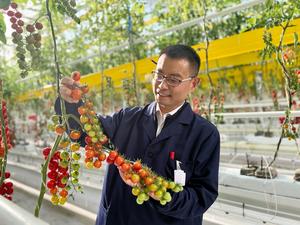 Professor XU Cao inspects the climate-smart tomatoes
