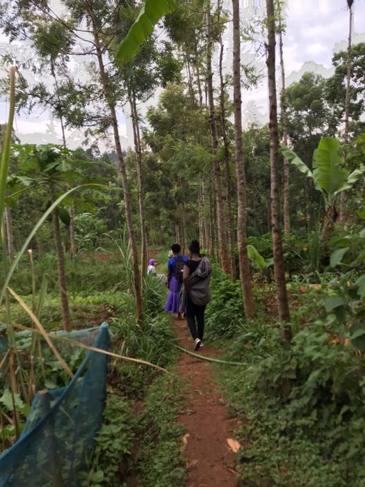 A smallholder farm in Vihiga County in Western Kenya