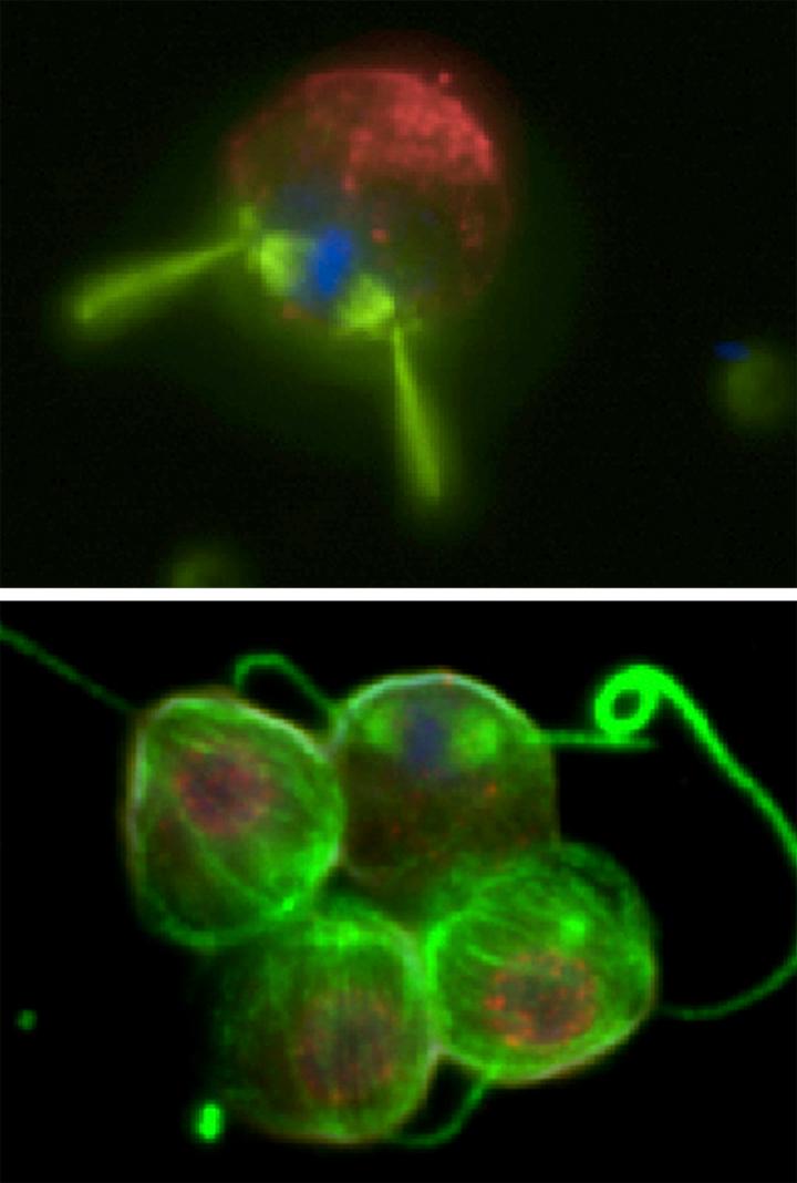 A Changing Choanoflagellate