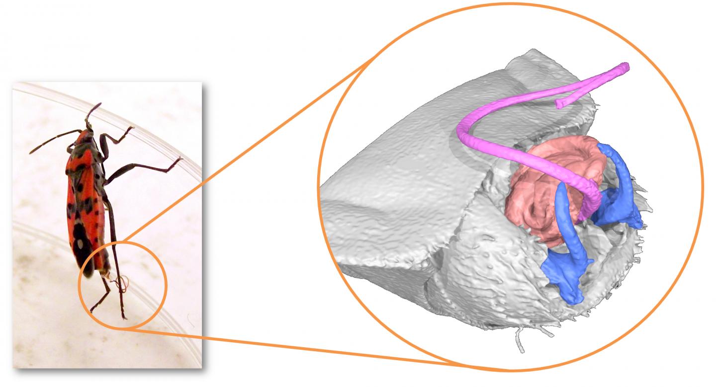 Seed Bugs, Genital Size and Mating