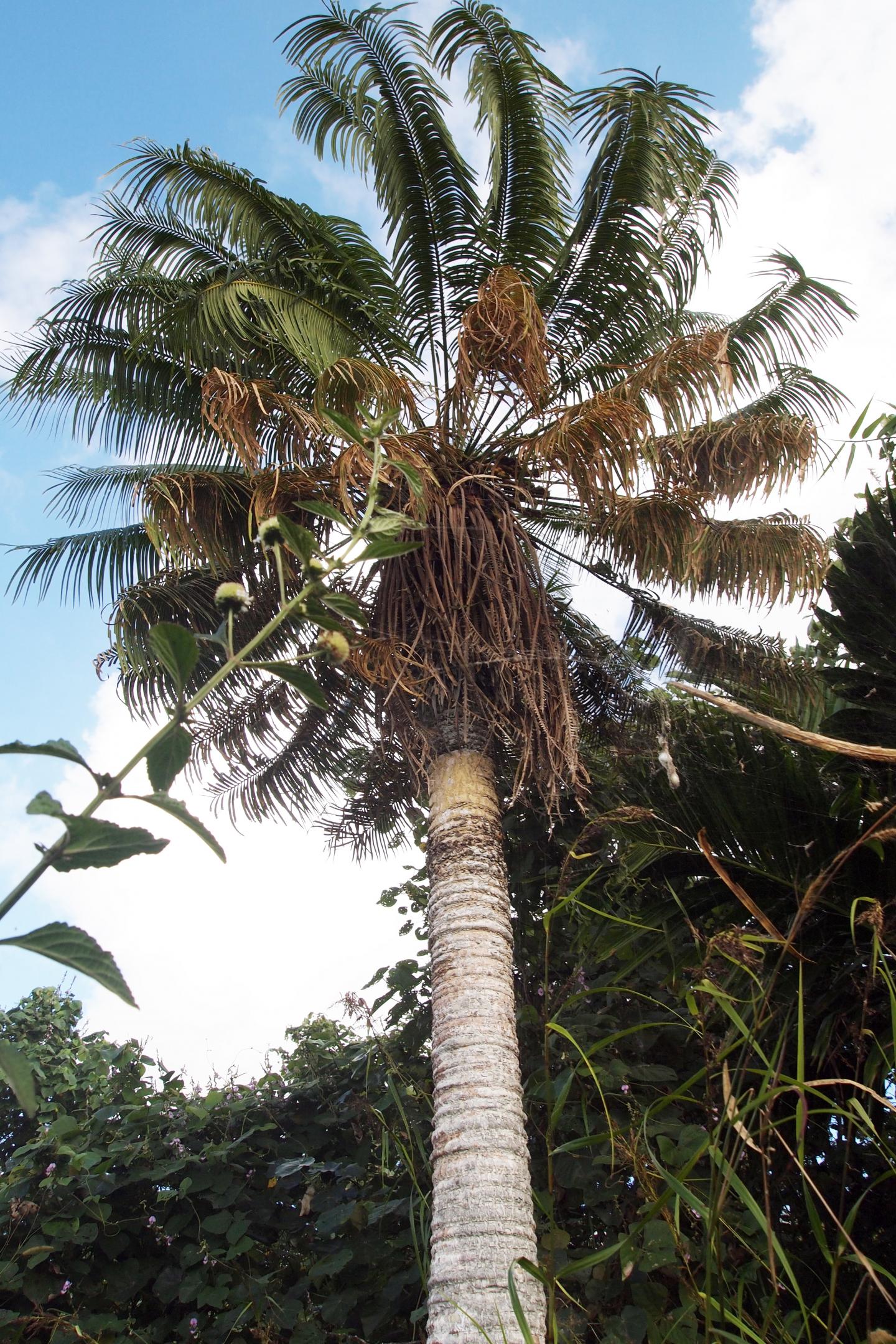 Cycas micronesica