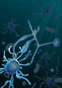 Cryo-electron tomography provided insight into the cellular structure of a newly cultured Asgard archaeon illustrated here. Remarkable are the extensive actin cytoskeleton filaments (orange) in the cell bodies and cell protrusions, as well as the unique cell envelope (blue).