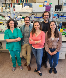 Researchers from the iMM and the Hospital Santa Maria (Lisbon, Portugal) pave the way for personalised therapies in brain metastases by creating models from patients that recapitulate human disease