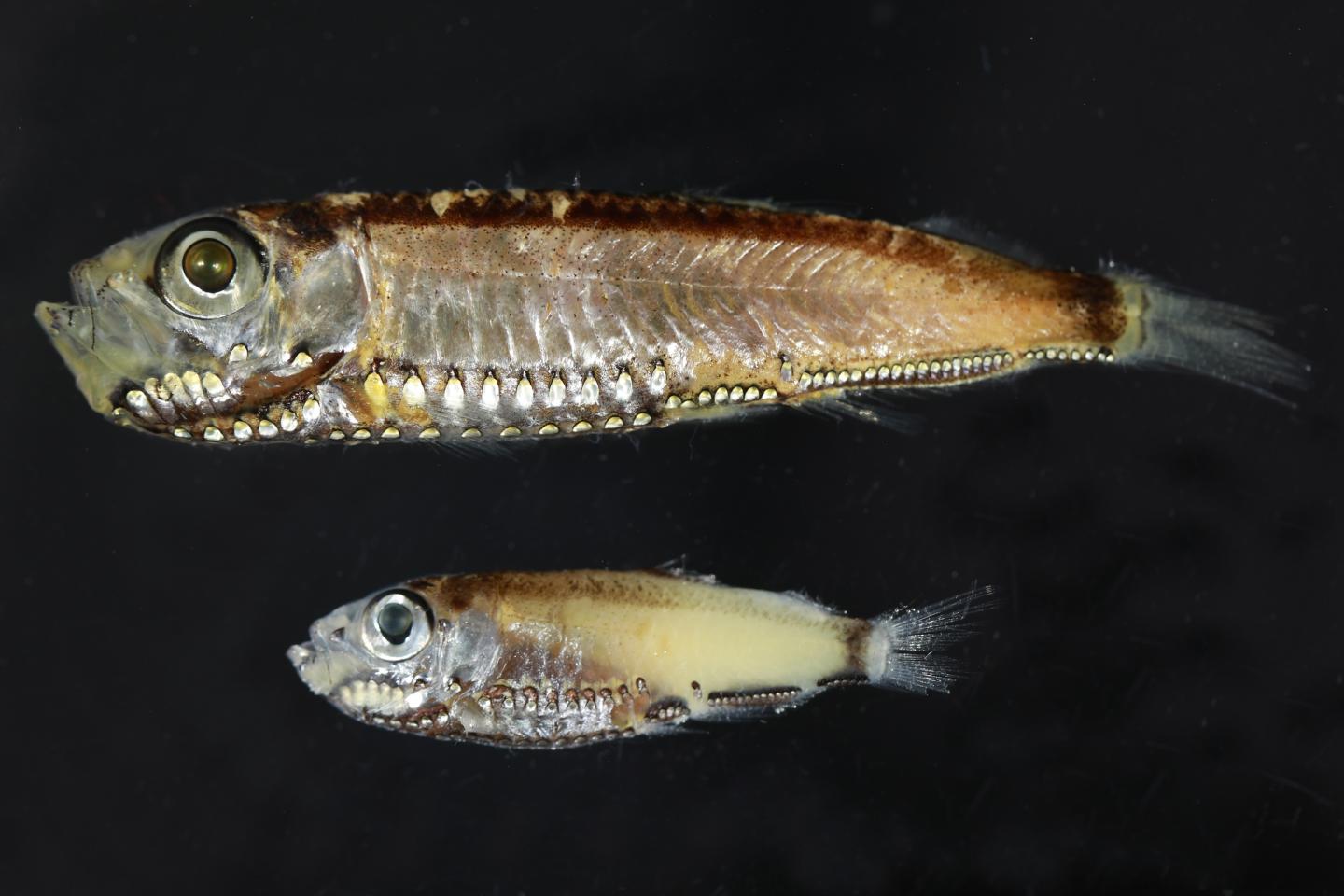 Two Pearlside Species Studied