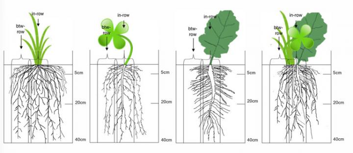 root drawing