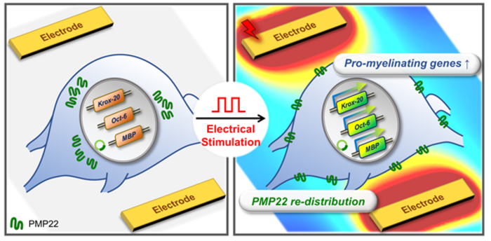 A schematic diagram of gene control related to the improvement and water plantation of PMP22 intracellular aggregation by electrical stimulation of CMT Schuban cells