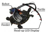 Robot Mounted on Turtle