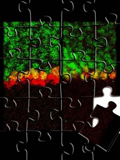 Insights Into Notch Signaling [IMAGE] | EurekAlert! Science News Releases