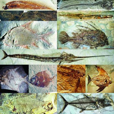 Head Features Diversified Before Body Shapes and Types