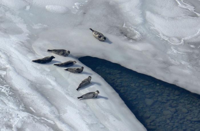 Alaska’s Iliamna Lake harbor seals