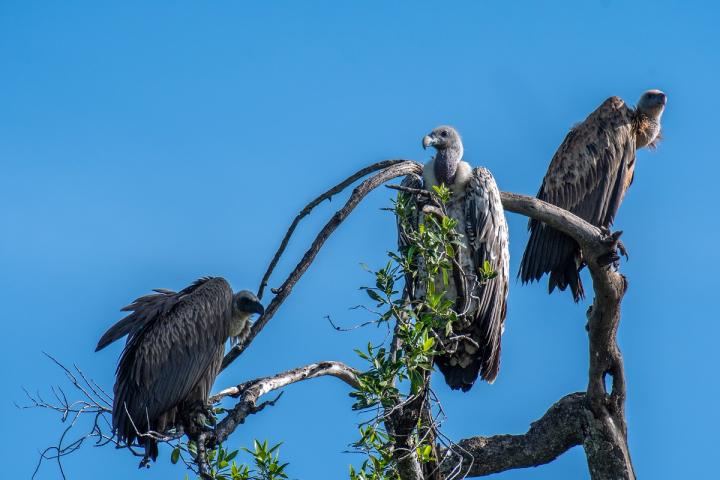 African Vultures