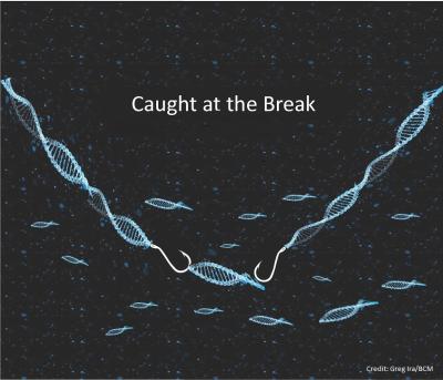 Without Dna2, Genes can Jump into DNA Breaks