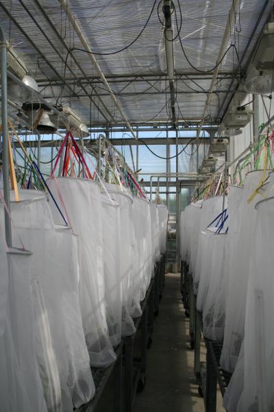 Greenhouse Experiment in Insect Voicemail Study