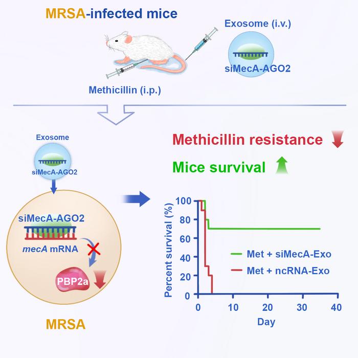 siMecA-Exos protect mice from lethal MRSA infection