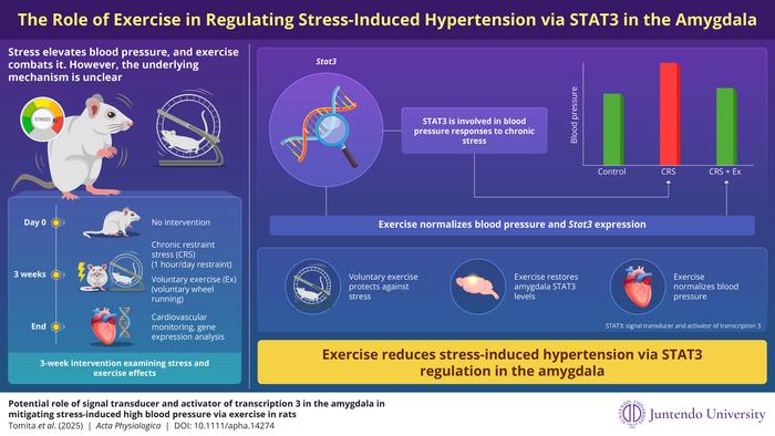 Regulating Stress-Induced Hypertension