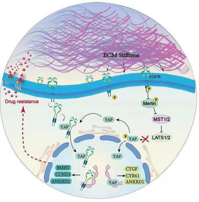 Extracellular cell matrix stiffness induces drug resistance