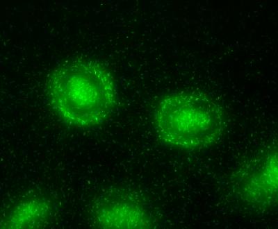<I>Myxococcus xanthus</I> Bacteria