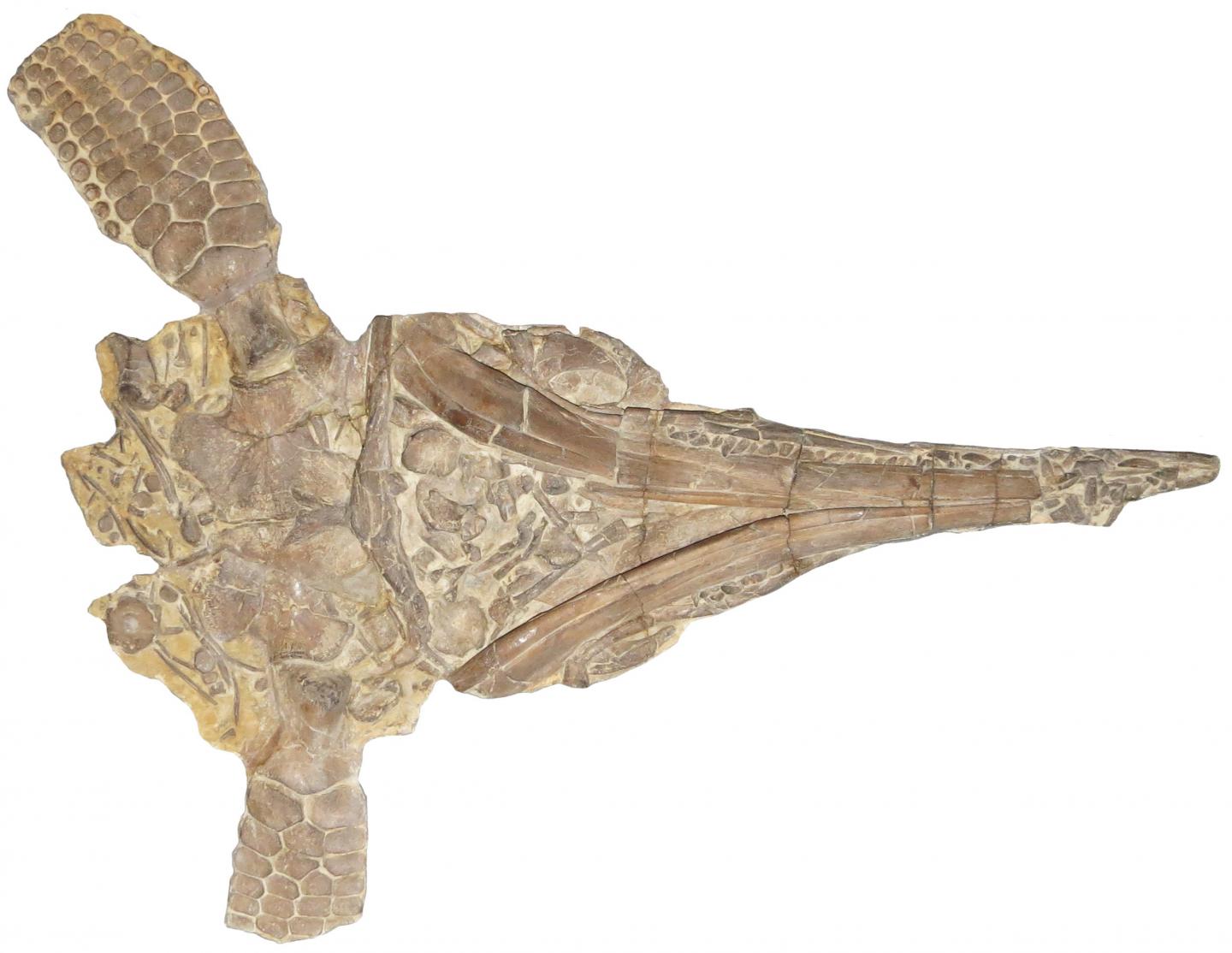 One of the Original Skeletons of Protoichthyosaurus