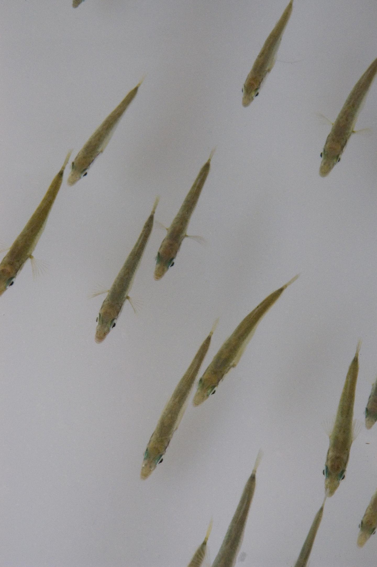 Sticklebacks