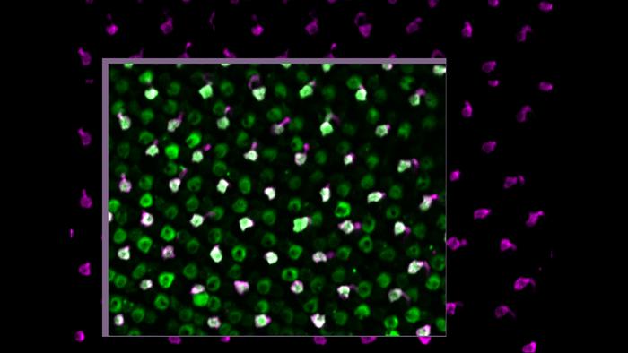 Seeing the Future: Zebrafish Regenerates Fully Functional Photoreceptor Cells and Restores Its Vision