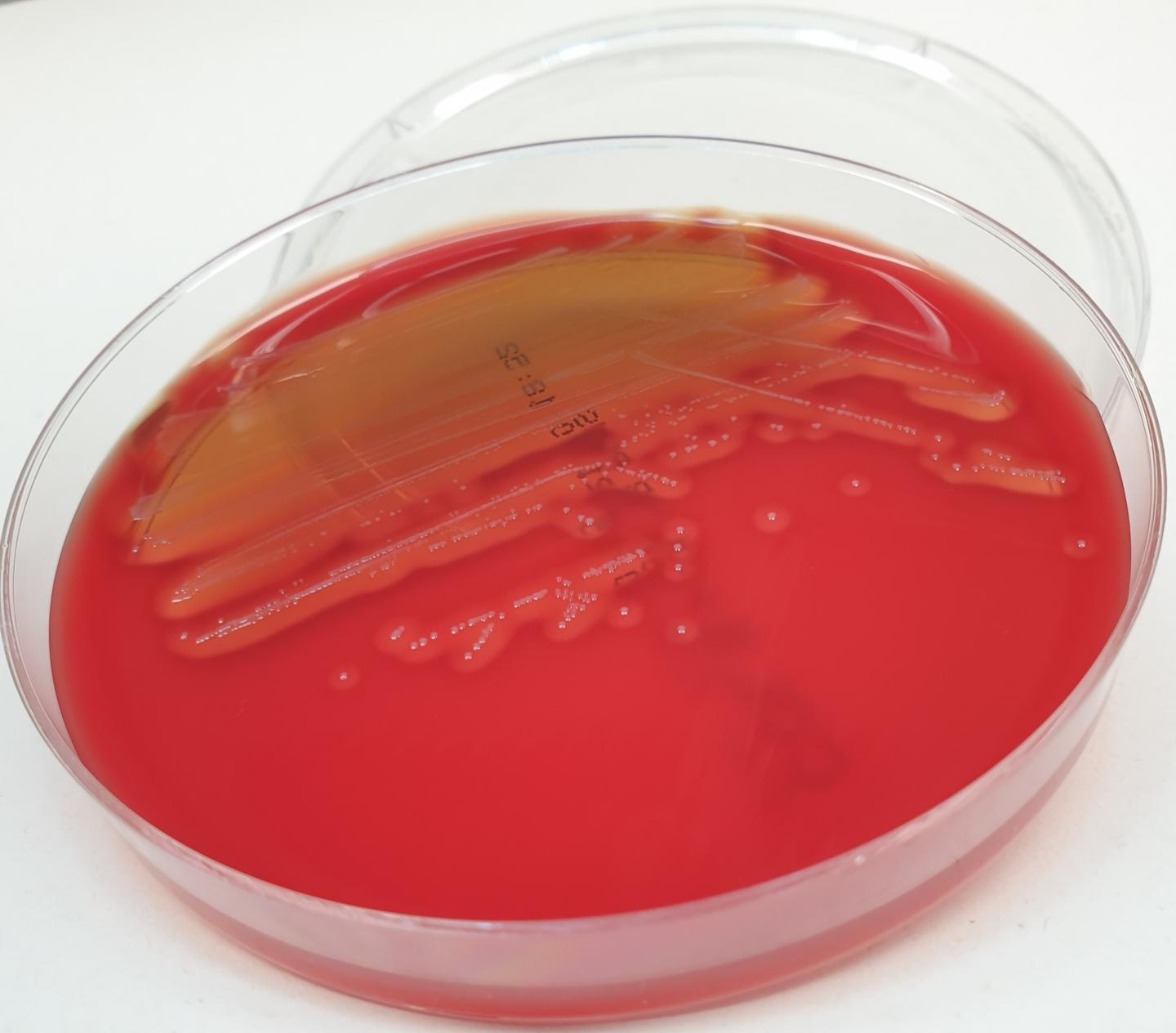 Streptococcus catagoni sp. nov.