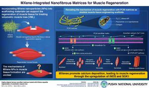 MXene scaffolds for enhanced muscle recovery