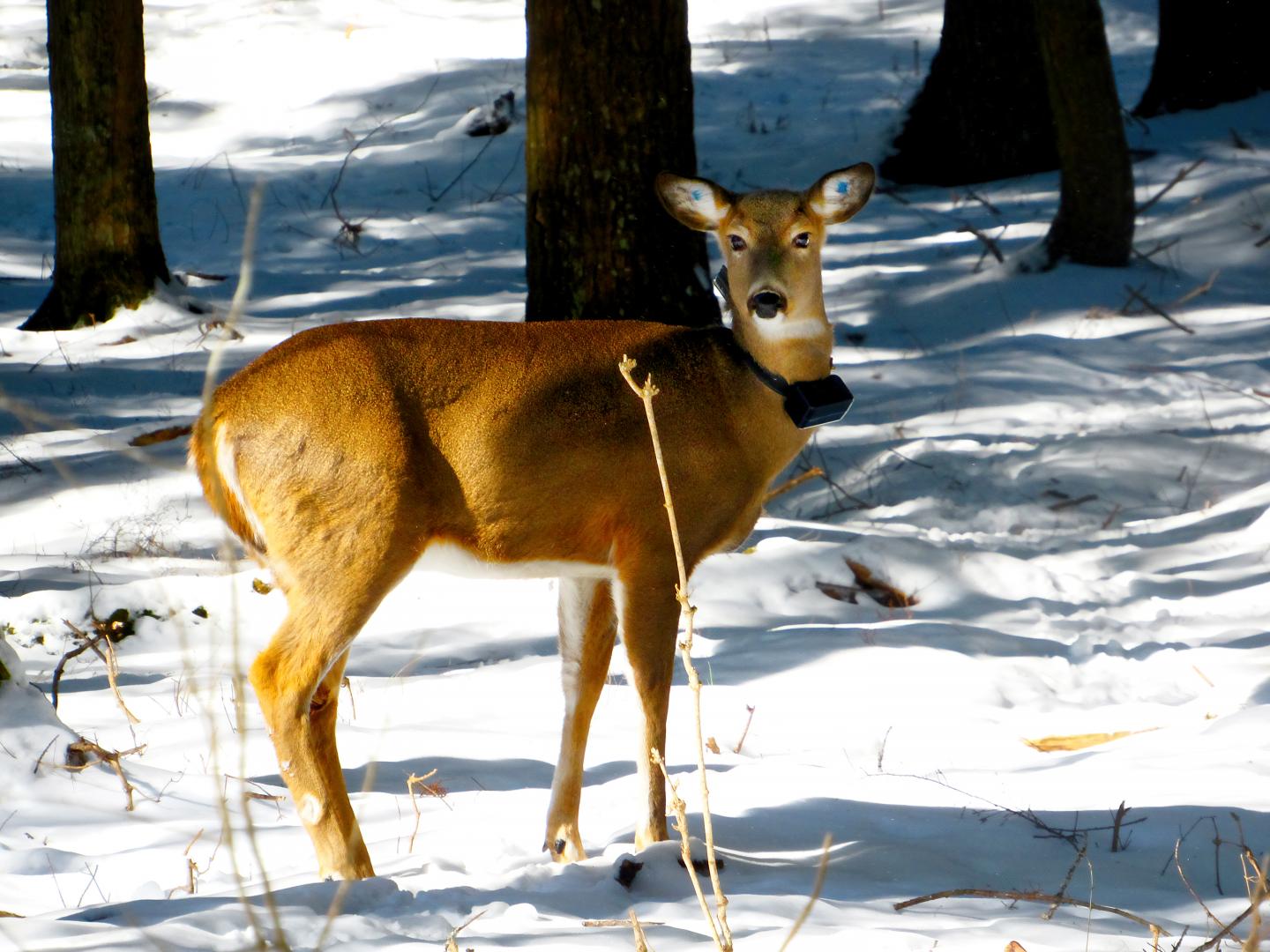 White-Tailed Deer In Winter