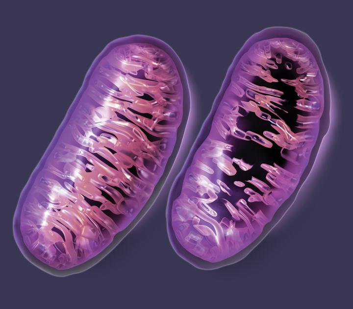 Inner Membrane 