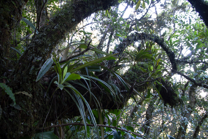 Feuchte tropische Bergwälder wie hier auf La Réunion sind durch eine reiche Epiphytenflora gekennzeichnet.