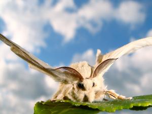 Female silkmoth (Bombyx mori)